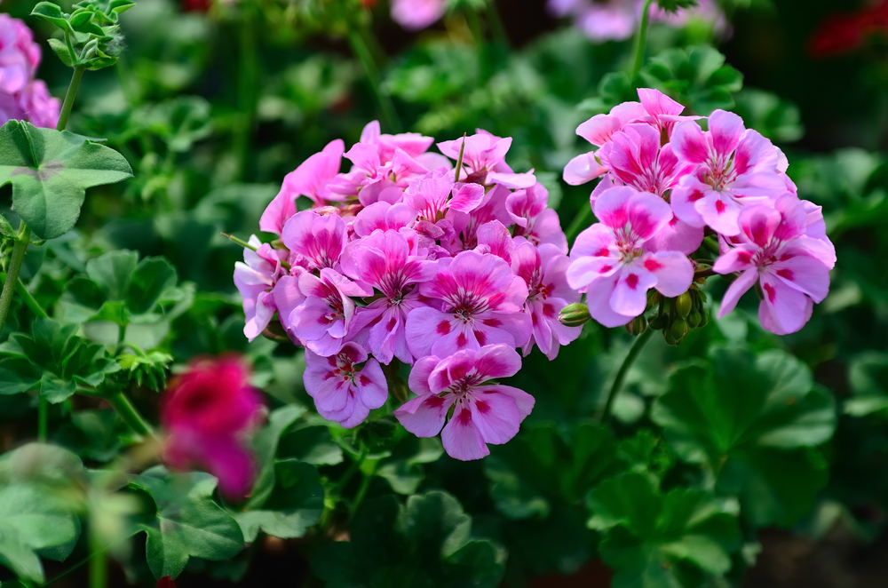 entretenir geranium