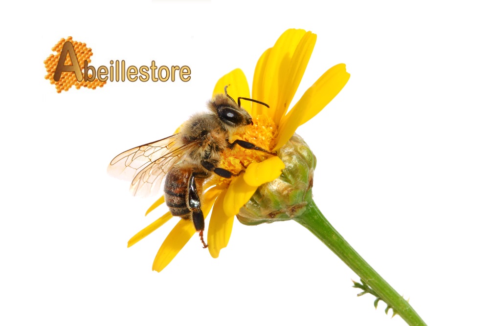 abeille store