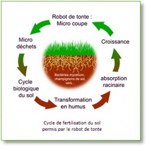 robot tondeuse économique