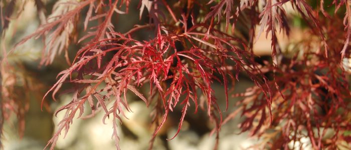 Acer palmatum 'Dissectum Garnet'