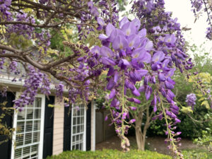 Arbre de glycine