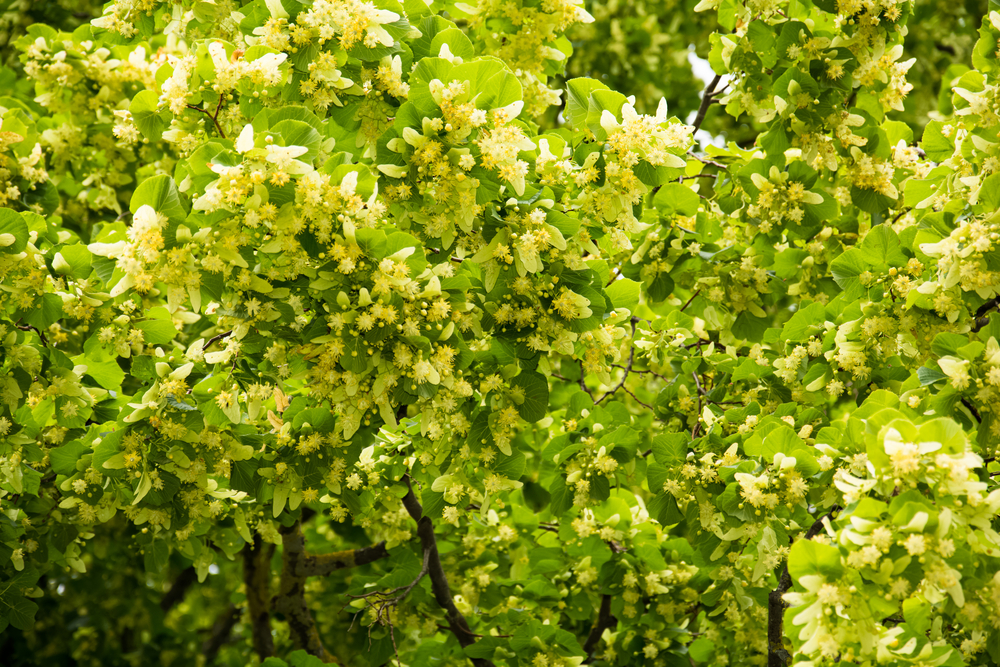 Tilleul : un arbre de culture facile et plein de bienfaits