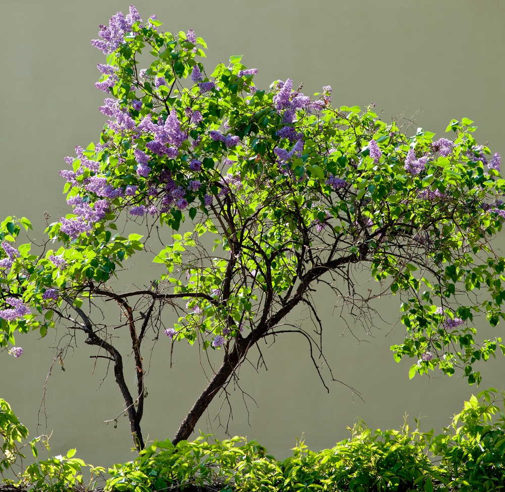 Arbuste de lilas