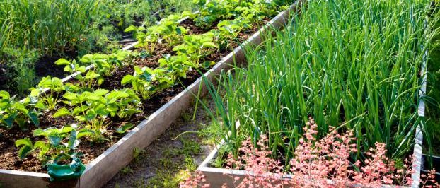 Bacs potagers au niveau du sol
