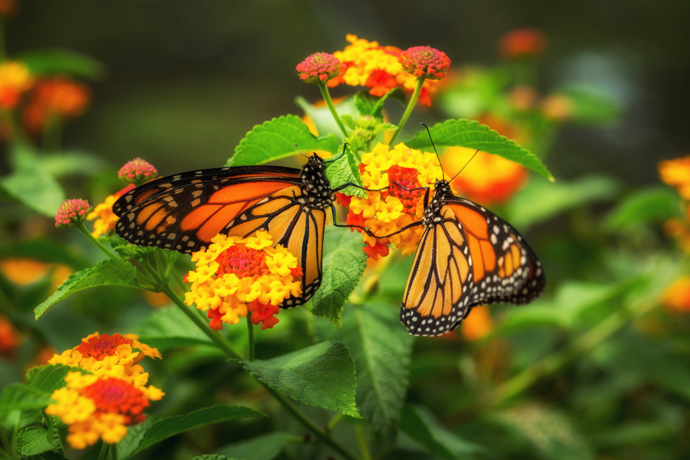 Beau jardin de lantana