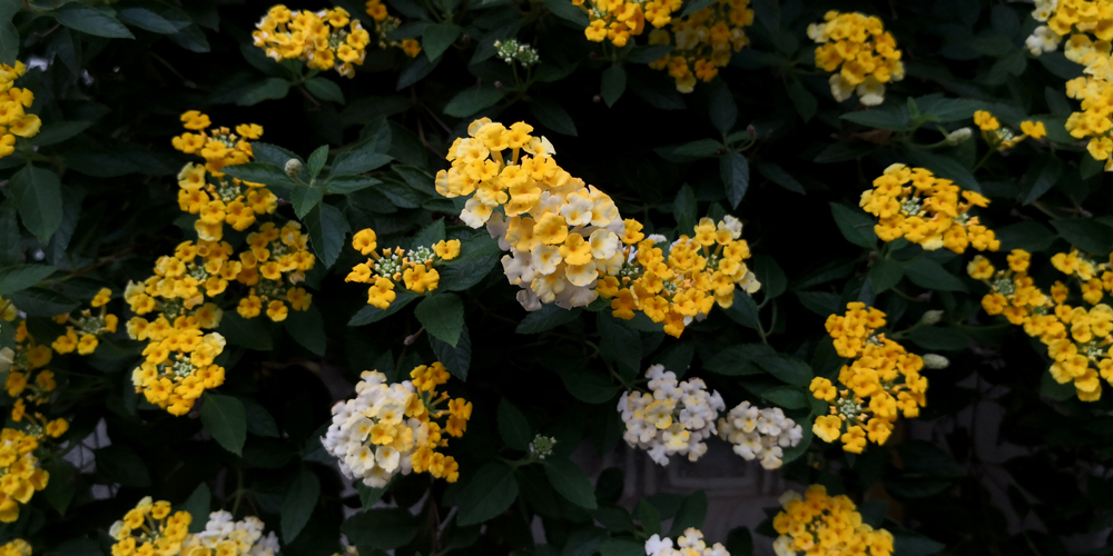 Belles fleurs de lantana