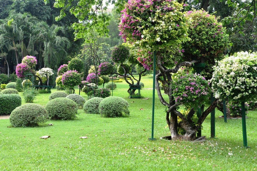 Bougainvilliers fleuris dans le jardin