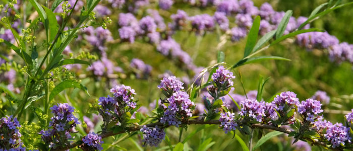 Buddleia alternifolia