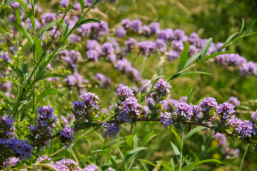 Buddleia alternifolia