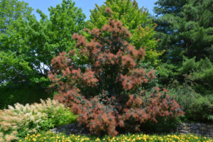 Cotinus dans le jardin