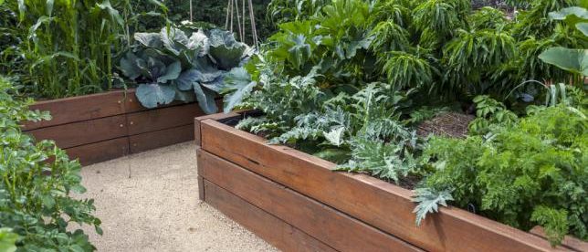 Disposition chic d'un potager