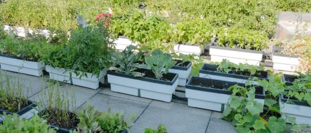 Disposition de bacs pour un potager sur un toit