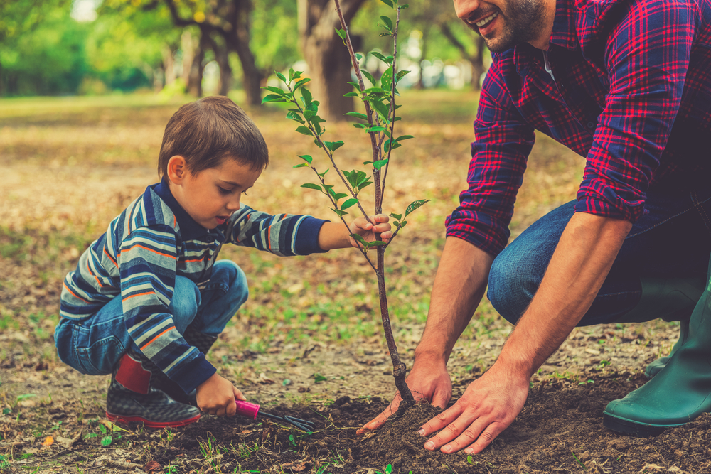 Planter un arbre au jardin