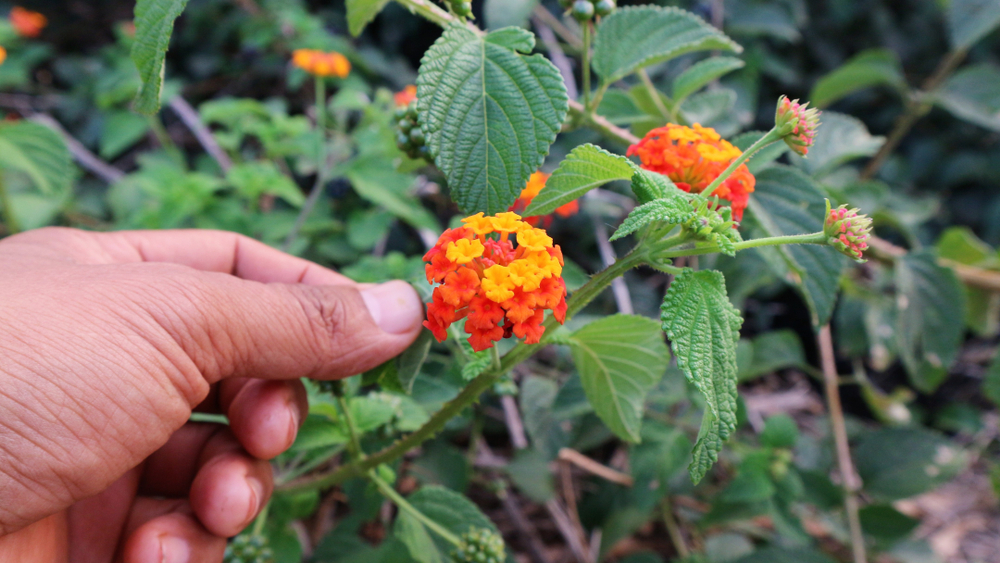 Entretien du lantana camara