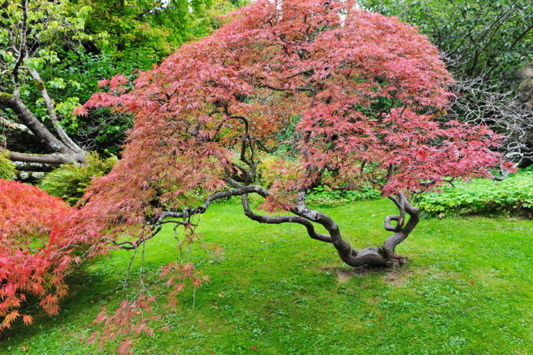 Top 10 des plus beaux arbres à planter dans son jardin - Débroussaillez