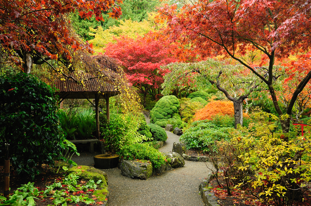 Érable de jardin japonais