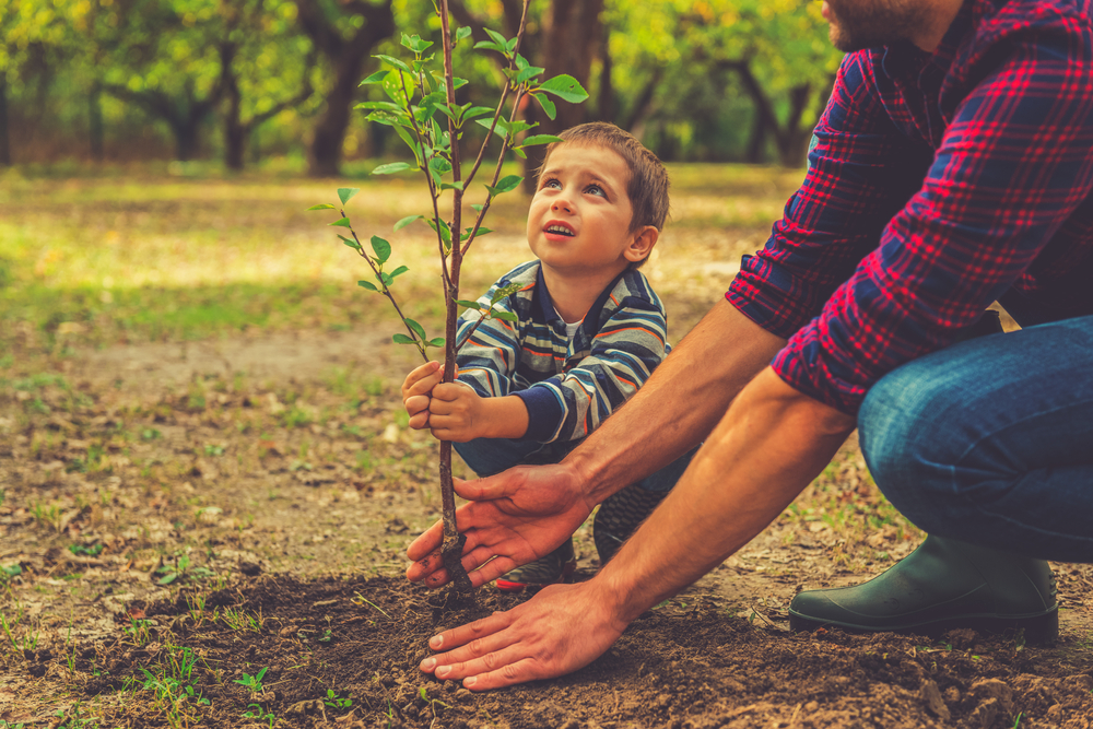 Comment planter un arbre dans le jardin