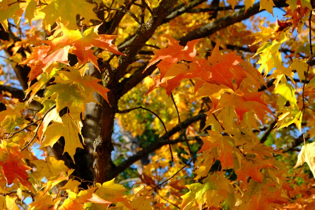 Érable du japon en automne