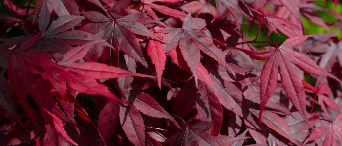 Feuillage rouge bordeaux de l’érable du japon