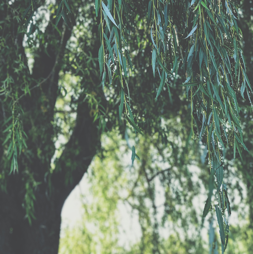 Feuilles du saule pleureur vues de près