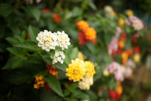 Fleurs d'une haie de lantanier