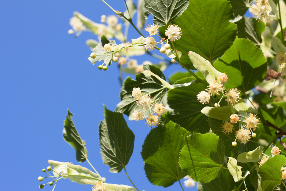 Fleurs de tilleul