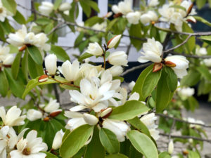 Floraison abondante du Magnolia Grandiflora