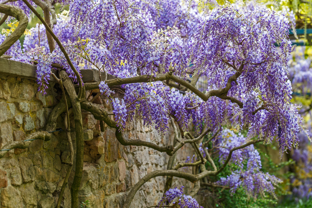 Glycine qui pousse le long d'un mur