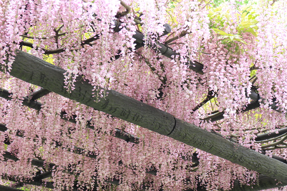 Glycine