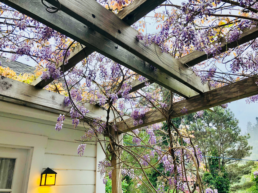 Glycine