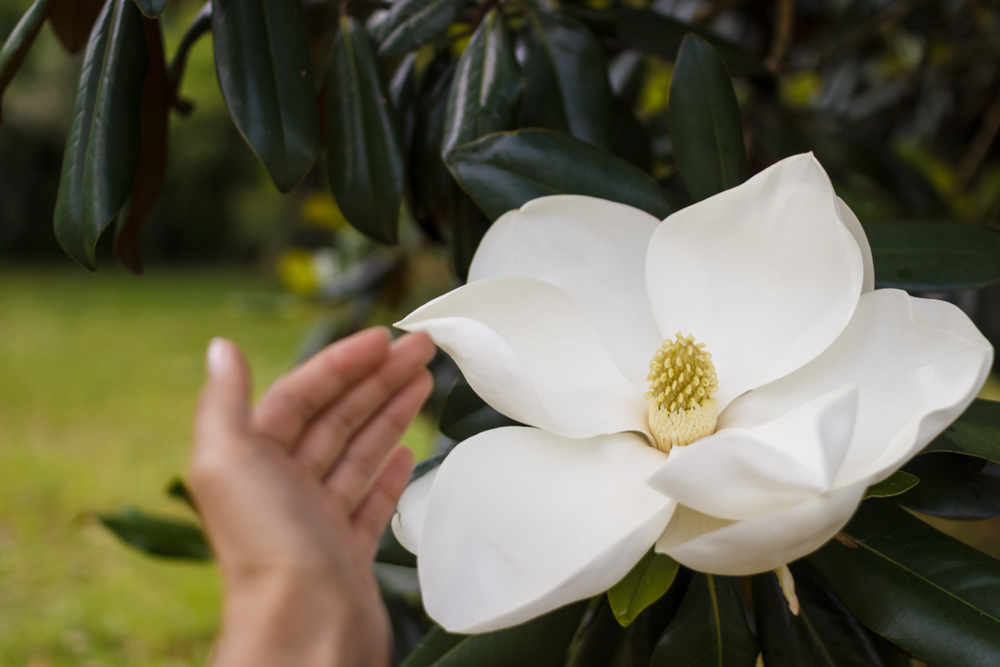 Variété de Magnolia à grandes fleurs