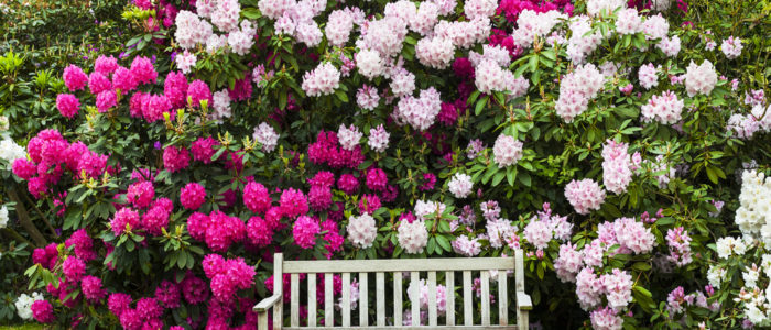 Jardin de Rhododendron