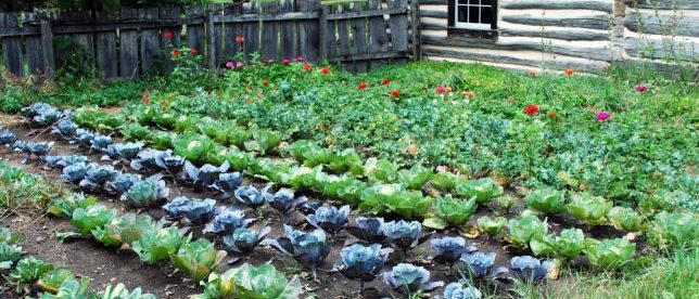 Jardin potager au sol
