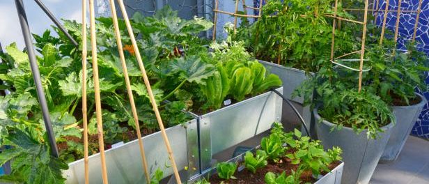 Jardin potager en hauteur
