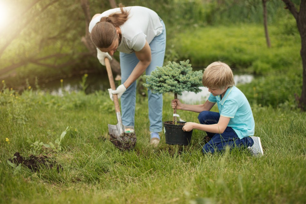 Arbre nain d'ornement pour le jardin