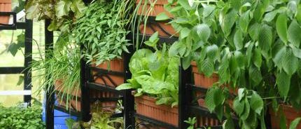 Les légumes sont plantes dans des pots et places sur des etageres pour gagner de la place. Convient au jardinage en zone urbaine.