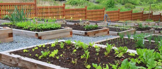 Organisation d'un jardin potager