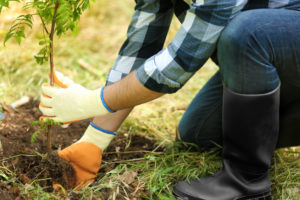 Plantation d'un arbre de jardin