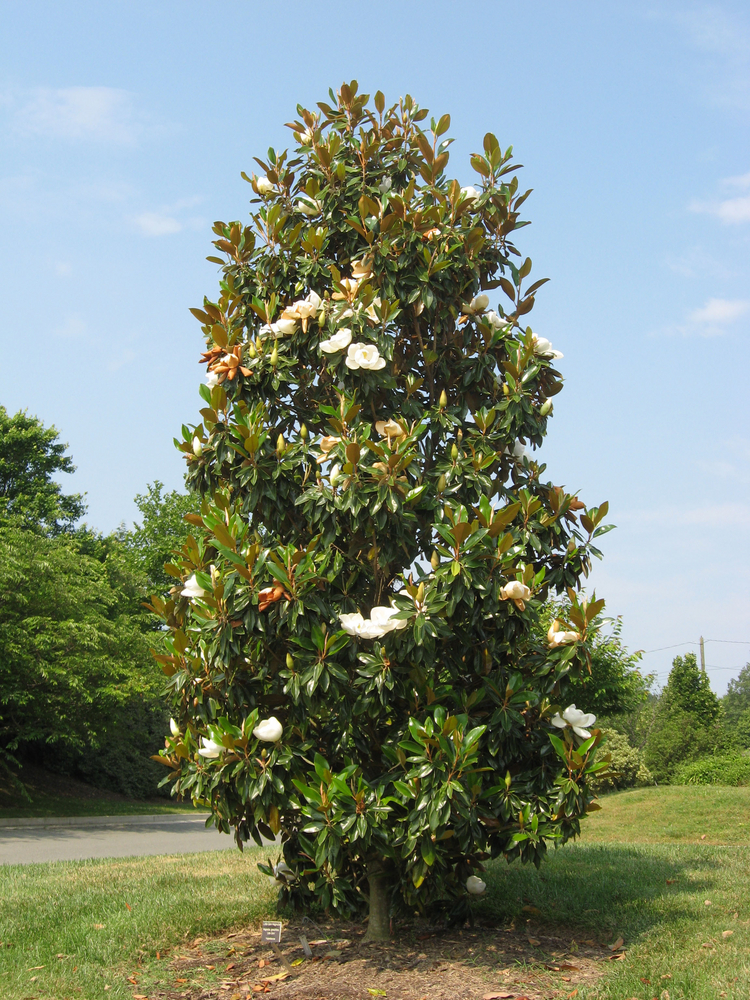 Magnolia Grandiflora à port conique ou oval