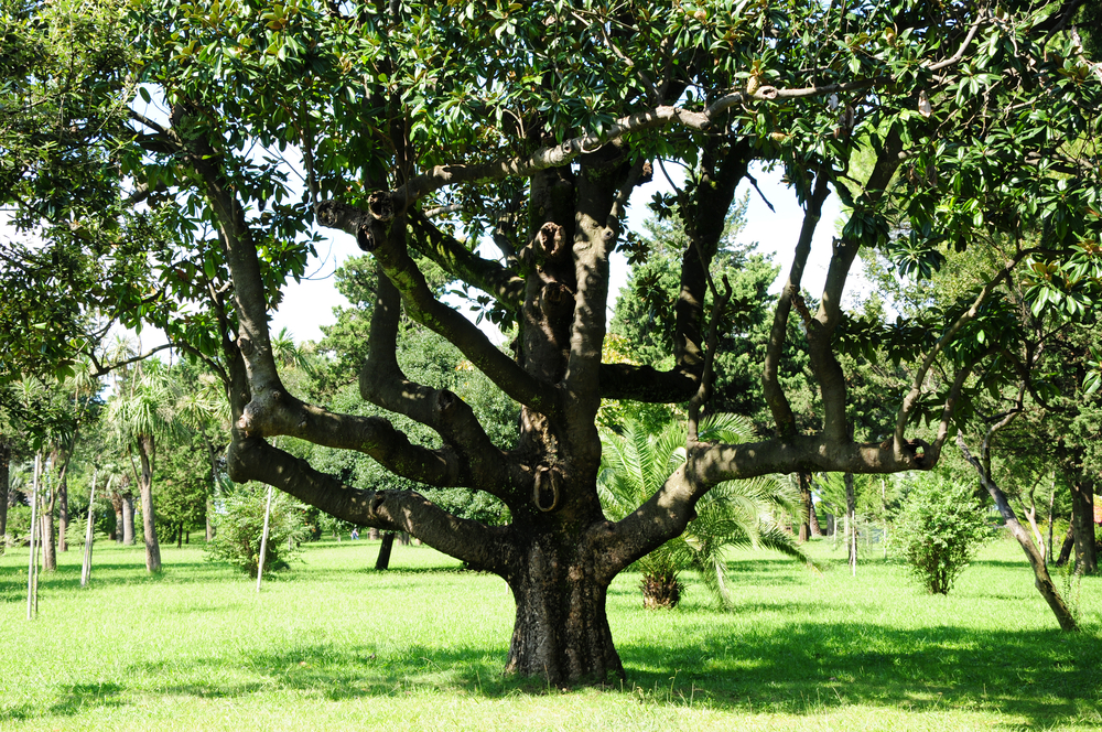 Arbre du Magnolia Grandiflora