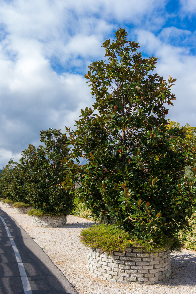 Planter le Magnolia Grandiflora dans le jardin