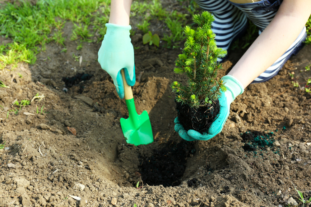 Comment planter un conifère dans le jardin