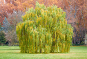 Saule pleureur plante en isolement