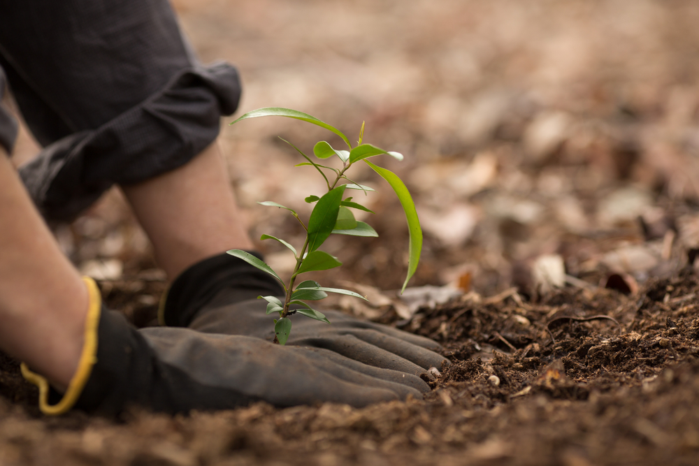 Préparation du sol pour recevoir un arbre