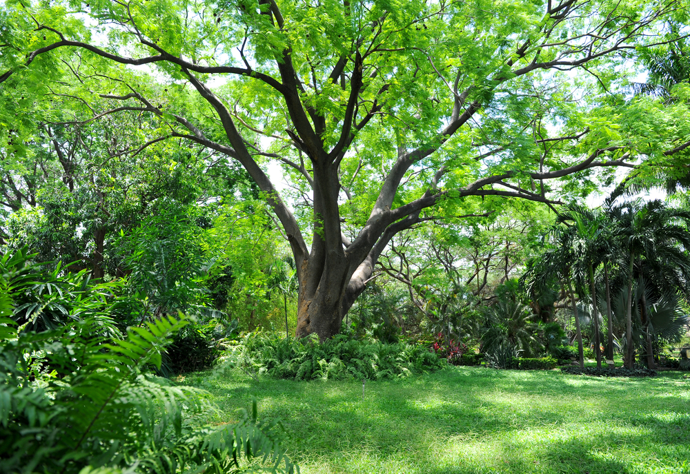 Grand arbre botanique au milieu du jardin