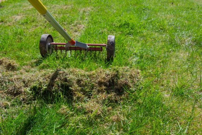 Aérer la pelouse avec un scarificateur pour enlever les mauvaises herbes