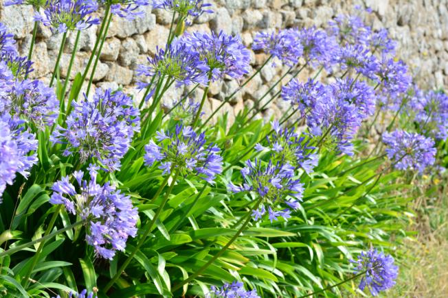 Agapanthus africanus