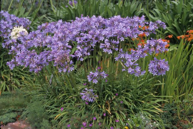 Agapanthus umbellatus - Agapanthe en ombelle