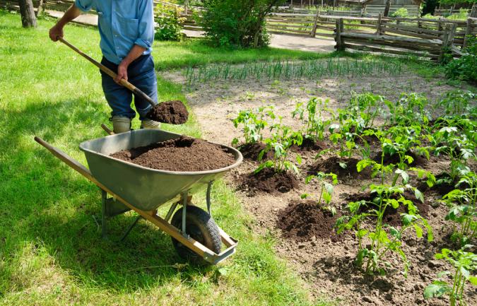 Ajout de compost au potager