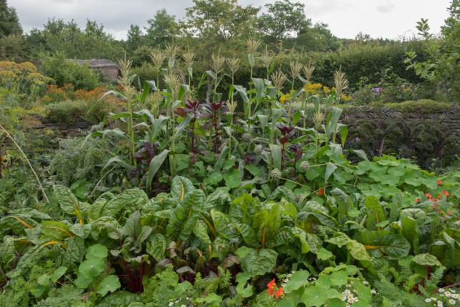 Application de la technique des 3 sœurs avec d'autres techniques d'association de plantes potagères